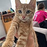 cat, kitten, orange_tabby, blue_eyes, pet, animal, indoor, person, hand, tattoo, furniture, computer, pink_shirt, window, light, floor, carpet, home, cute, stretching