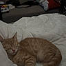 cat, orange_tabby, sleeping, bed, comforter, indoor, cozy, furniture, couch, fan, pillow, blanket, relaxing, feline, pet, domestic_animal, home, resting, fur, whiskers