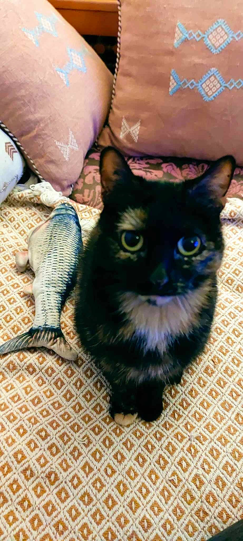 Tischat a rejoint le concours — aidez-le/la à gagner de superbes lots ! black_cat, carnivore, cat, cat_supply, claw, comfort, domestic_short_haired_cat, electric_blue, fawn, felidae, flooring, fur, grey, paw, pet_supply, small_to_medium_sized_cats, snout, tail, terrestrial_animal, whiskers