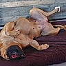 animal, brown_dog, canine, cushion, dog, domestic_animal, floor, indoor, lying_down, mouth_open, nails, paw, pet, playful, relaxed, resting, sleeping_pose, snout, tile_floor, wooden_wall