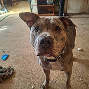 Thor joined the competition — help win amazing prizes! brindle, brown_coat, carpet, close_up, collar, curious, dog, ears, floor, gaze, home, indoor, living_room, muzzle, paw, pet, portrait, standing, television, toy