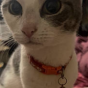 Freya is registered to the contest to win money with this photo: cat, close_up, pet, animal, domestic, collar, bell, whiskers, fur, cute, indoor, curious, eyes, face, nose, tabby, white, soft_light, portrait, feline