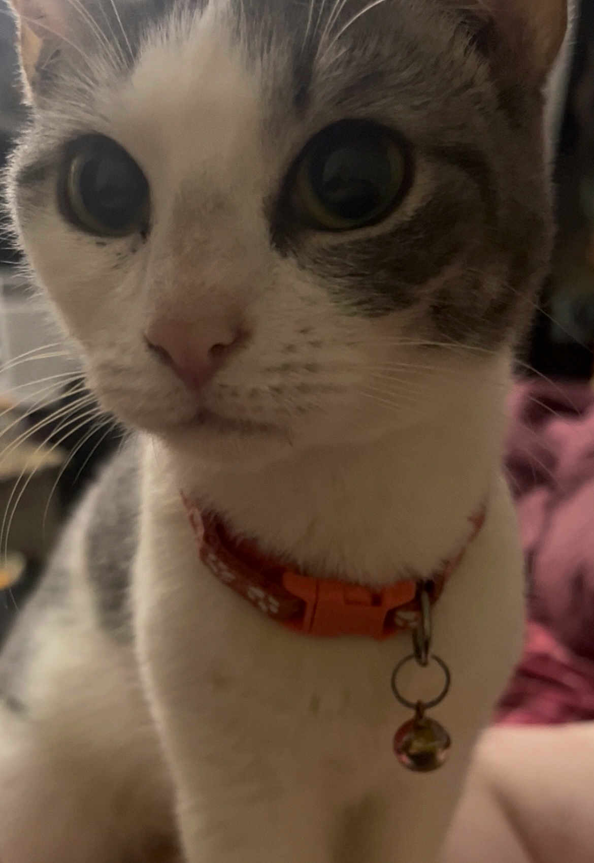 Freya is registered to the contest to win money with this photo: cat, close_up, pet, animal, domestic, collar, bell, whiskers, fur, cute, indoor, curious, eyes, face, nose, tabby, white, soft_light, portrait, feline