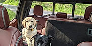 Polaris And Scout joined the competition — help win amazing prizes! dog, labrador, puppy, black_and_white_dog, car_interior, leather_seats, sunroof, seat, window, road, trees, greenery, collar, pets, animal, daylight, vehicle, transportation, parked_car, nature
