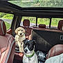 dog, labrador, puppy, black_and_white_dog, car_interior, leather_seats, sunroof, seat, window, road, trees, greenery, collar, pets, animal, daylight, vehicle, transportation, parked_car, nature