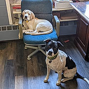Polaris And Scout joined the competition — help win amazing prizes! dog, labrador, mixed_breed, indoor, office, chair, floor, wooden_floor, furniture, pet, collar, relaxed, curious, brown, white, black, window, shelf, box, toy