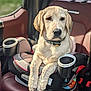 Polaris And Scout joined the competition — help win amazing prizes! dog, labrador, pet, car, car_seat, child_seat, animal, indoor, seat, leather_seat, resting, collar, tag, cup_holder, window, daylight, closeup, portrait, canine, domestic_animal
