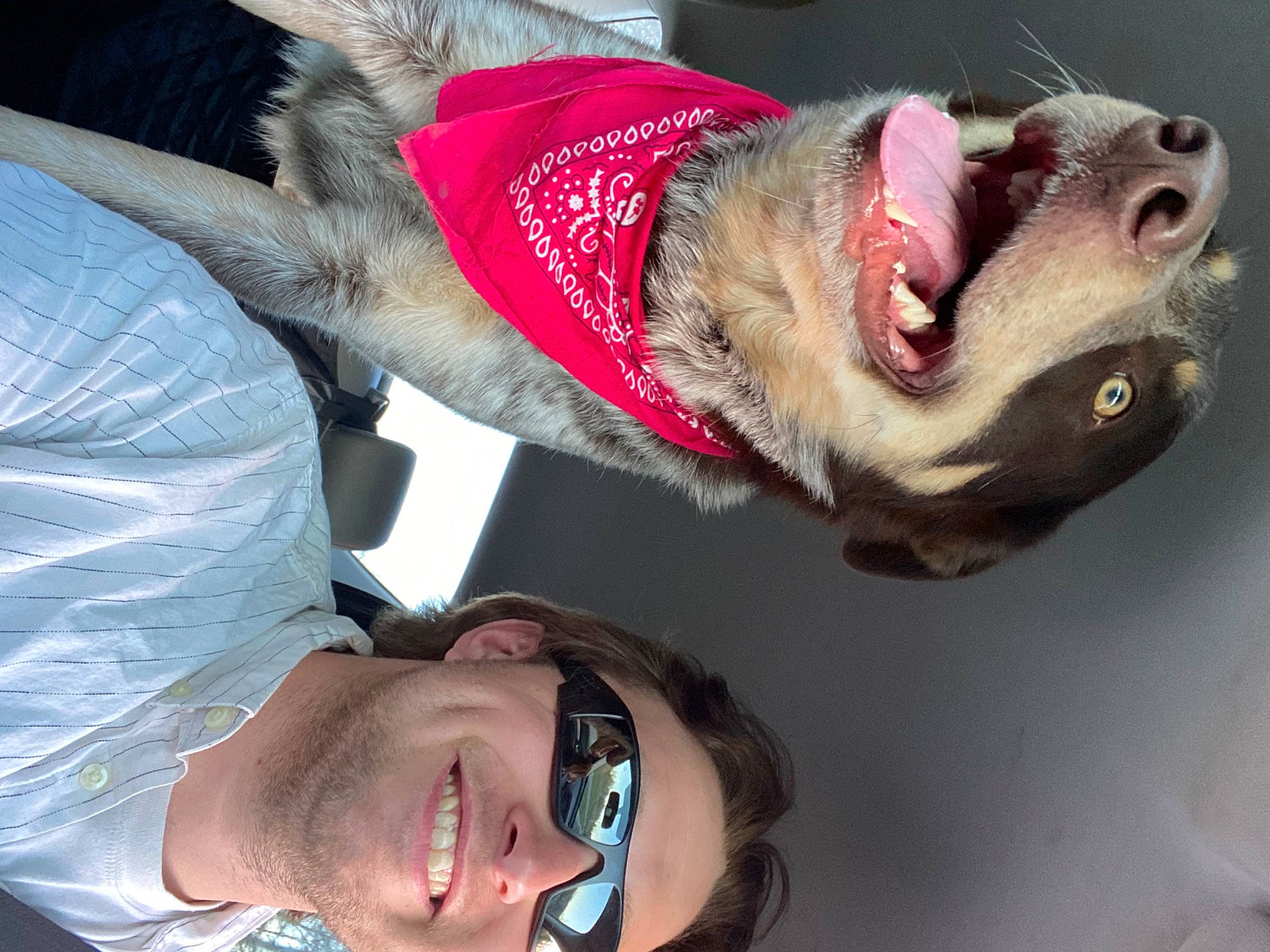 Klaus is registered to the contest to win money with this photo: carnivore, collar, companion_dog, dog, dog_breed, eyewear, fawn, gesture, glasses, happy, jaw, mouth, smile, snout, sporting_group, sunglasses, throat, vision_care, whiskers, wrinkle