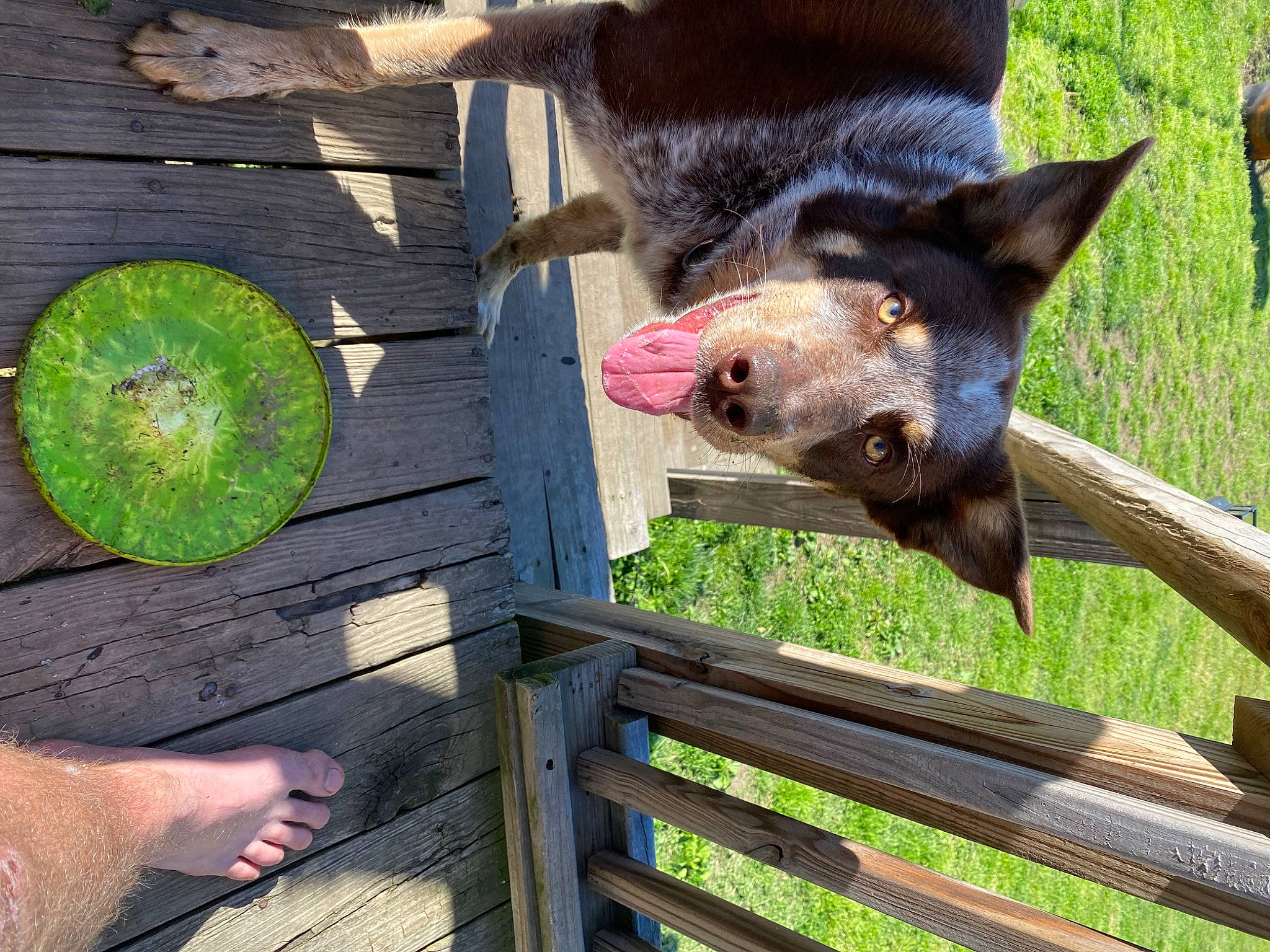 Klaus joined the competition — help win amazing prizes! canidae, carnivore, dog_breed, fawn, fence, fur, grass, green, organism, photograph, plant, produce, snapshot, snout, tail, terrestrial_animal, terrestrial_plant, vertebrate, wildlife, wood