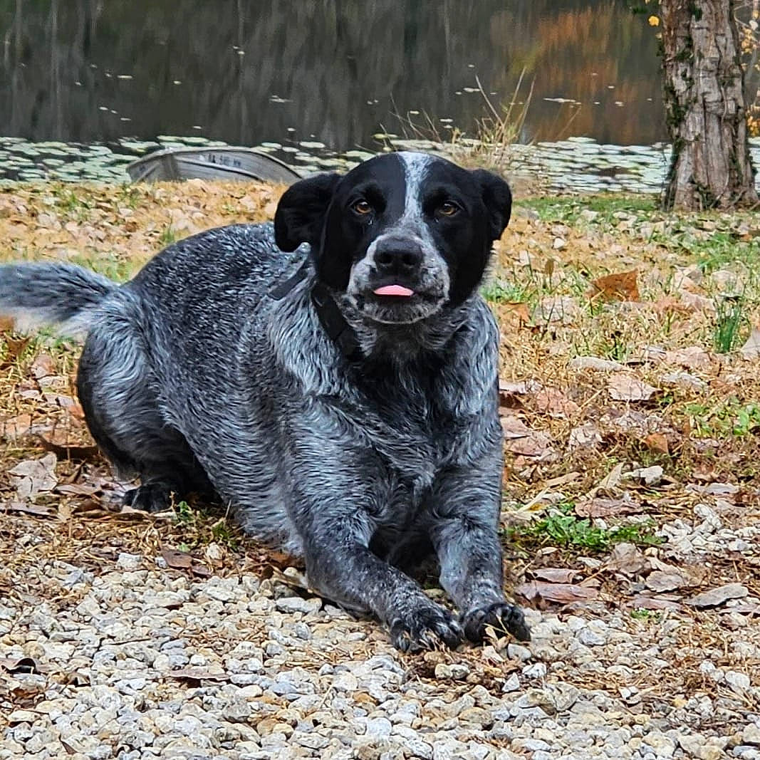Doc joined the competition — help win amazing prizes! borador, canidae, carnivore, companion_dog, dog, dog_breed, fur, grass, gun_dog, hunting_dog, plant, snout, soil, sporting_group, tail, terrestrial_animal, tree, water, working_animal, working_dog