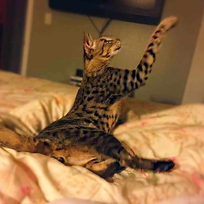 Tigger