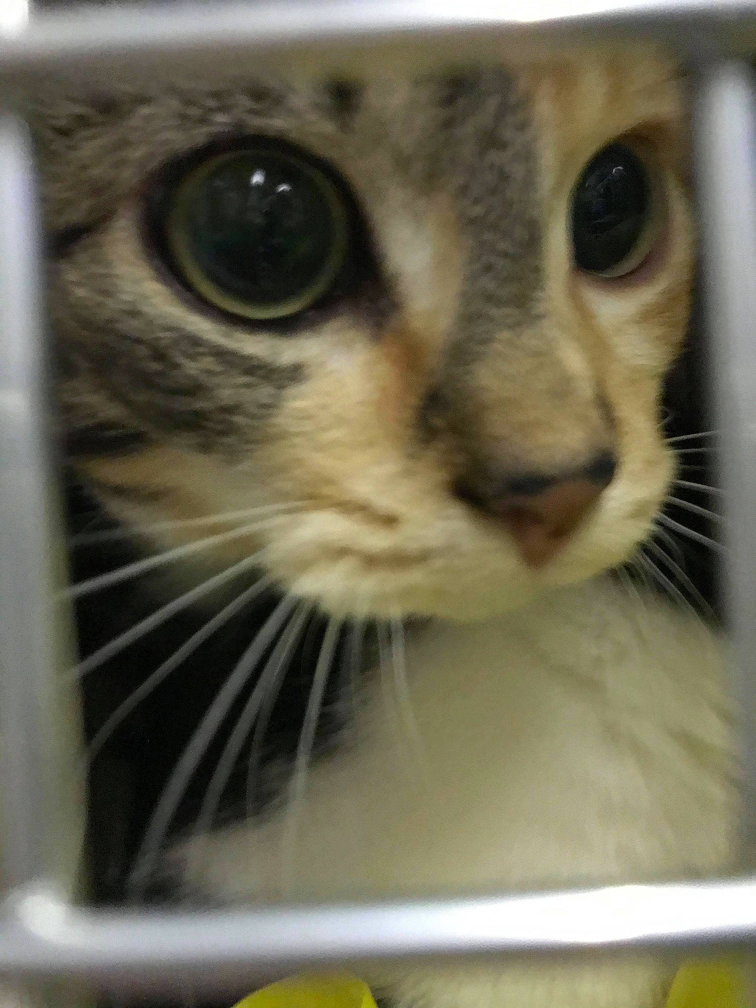 Nahla participe au concours pour gagner de l'argent avec cette photo : animal_shelter, cage, carnivore, cat, claw, domestic_short_haired_cat, eyelash, fawn, felidae, fur, iris, paw, pet_supply, service, small_to_medium_sized_cats, snout, terrestrial_animal, whiskers, wildlife, window