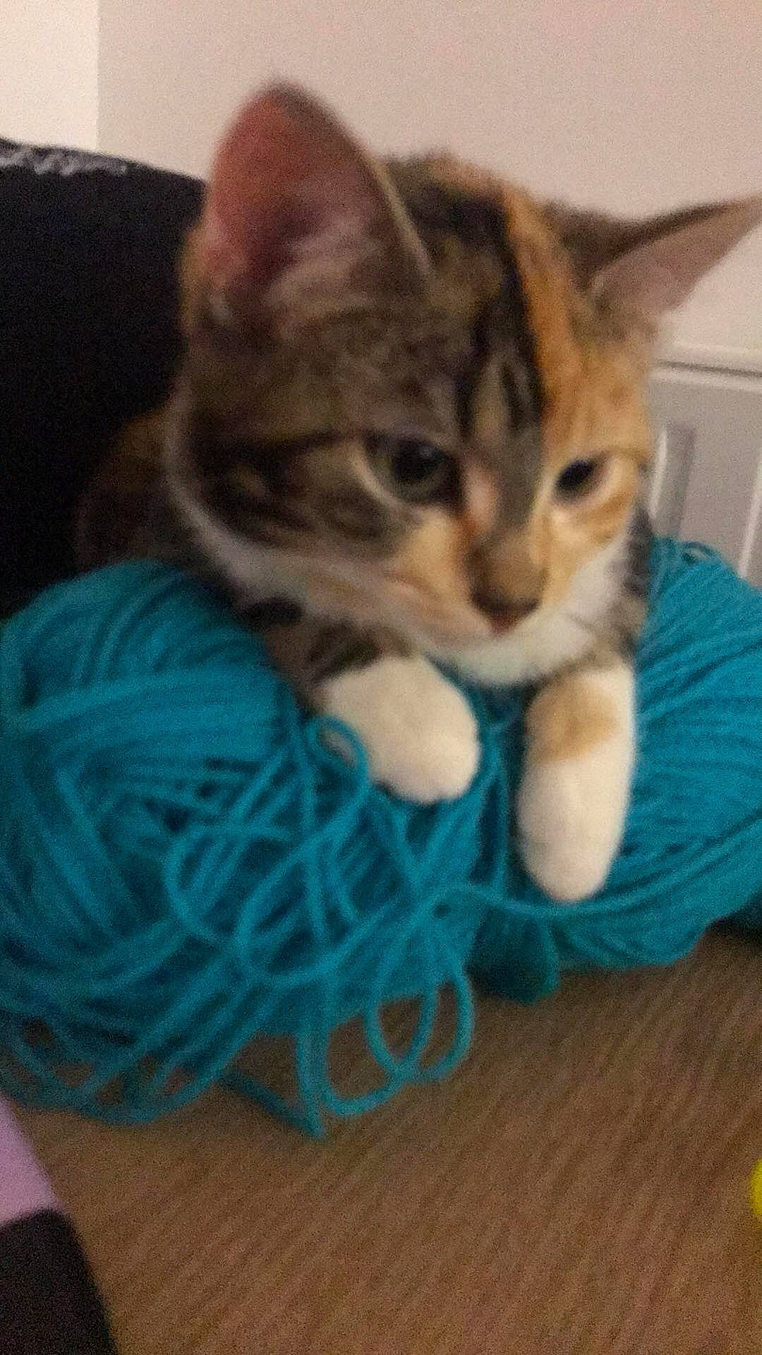 Nahla a rejoint le concours — aidez-le/la à gagner de superbes lots ! carnivore, cat, claw, comfort, domestic_short_haired_cat, electric_blue, felidae, fur, paw, small_to_medium_sized_cats, snout, tail, terrestrial_animal, watch, whiskers, wool, woolen