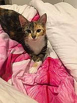 Nahla participe au concours pour gagner de l'argent avec cette photo : bedding, carnivore, cat, cat_bed, cat_supply, claw, comfort, domestic_short_haired_cat, fawn, felidae, fur, linens, magenta, small_to_medium_sized_cats, snout, terrestrial_animal, textile, whiskers