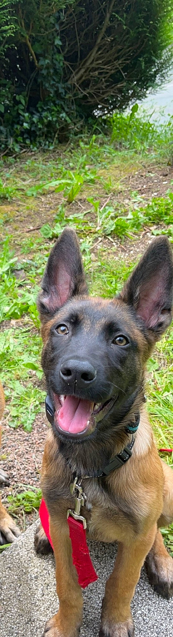 Romeo participe au concours pour gagner de l'argent avec cette photo : canidae, carnivore, collar, companion_dog, dog, dog_breed, dog_collar, fawn, grass, groundcover, herding_dog, hunting_dog, liver, plant, snout, sporting_group, terrestrial_animal, whiskers, working_animal, working_dog