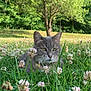 animal, cat, daisy, field, flower, grass, grassland, green, grove, herbal, herbs, land, nature, outdoors, park, petal, plant, tree, vegetation, woodland