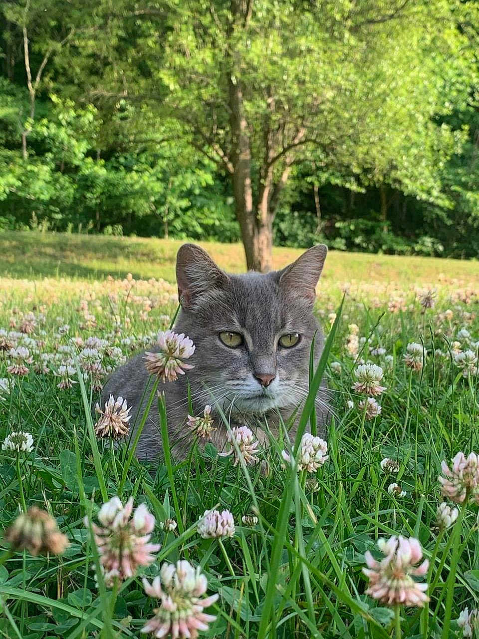 Riley joined the competition — help win amazing prizes! animal, cat, daisy, field, flower, grass, grassland, green, grove, herbal, herbs, land, nature, outdoors, park, petal, plant, tree, vegetation, woodland