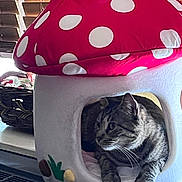 Lily joined the competition — help win amazing prizes! cat, tabby_cat, mushroom_house, polka_dots, indoor, pet, cozy, animal, feline, window_blinds, resting, curious, household, soft_furniture, pet_house, domestic_cat, whiskers, paws, sitting, cute