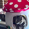 cat, tabby_cat, mushroom_house, polka_dots, indoor, pet, cozy, animal, feline, window_blinds, resting, curious, household, soft_furniture, pet_house, domestic_cat, whiskers, paws, sitting, cute