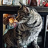 cat, tabby_cat, shelf, kitchen, container, food_package, indoor, pet, feline, whiskers, gray, striped, curious, domestic_animal, household, storage, pantry, animal, furniture, looking_away