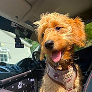 June joined the competition — help win amazing prizes! animal, car_interior, car_seat_cover, close_up, cute, daytime, dog, fluffy, golden_fur, happy, indoor, pet, pet_harness, pet_seat, puppy, seat, sunlight, tongue_out, vehicle, window