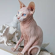 Tornade participe au concours pour gagner de l'argent avec cette photo : sphynx_cat, cat, blue_eyes, hairless, pet, animal, indoor, white_background, sculpture, art, minimalist, wrinkled_skin, curled_tail, sitting, closeup, portrait, feline, domestic_animal, unique, decor