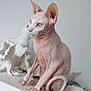 sphynx_cat, cat, blue_eyes, hairless, pet, animal, indoor, white_background, sculpture, art, minimalist, wrinkled_skin, curled_tail, sitting, closeup, portrait, feline, domestic_animal, unique, decor
