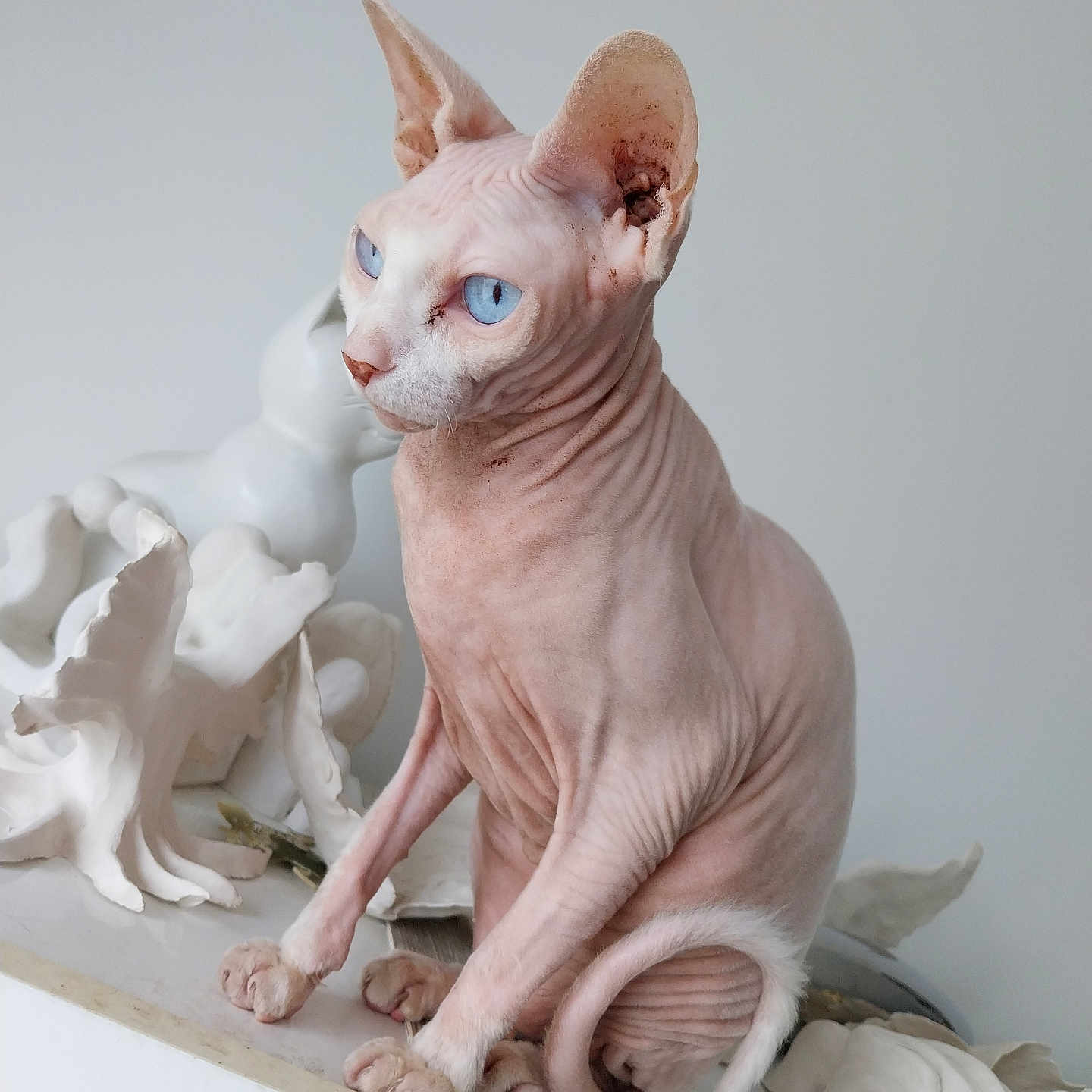 Tornade participe au concours pour gagner de l'argent avec cette photo : animal, art, blue_eyes, cat, closeup, curled_tail, decor, domestic_animal, feline, hairless, indoor, minimalist, pet, portrait, sculpture, sitting, sphynx_cat, unique, white_background, wrinkled_skin