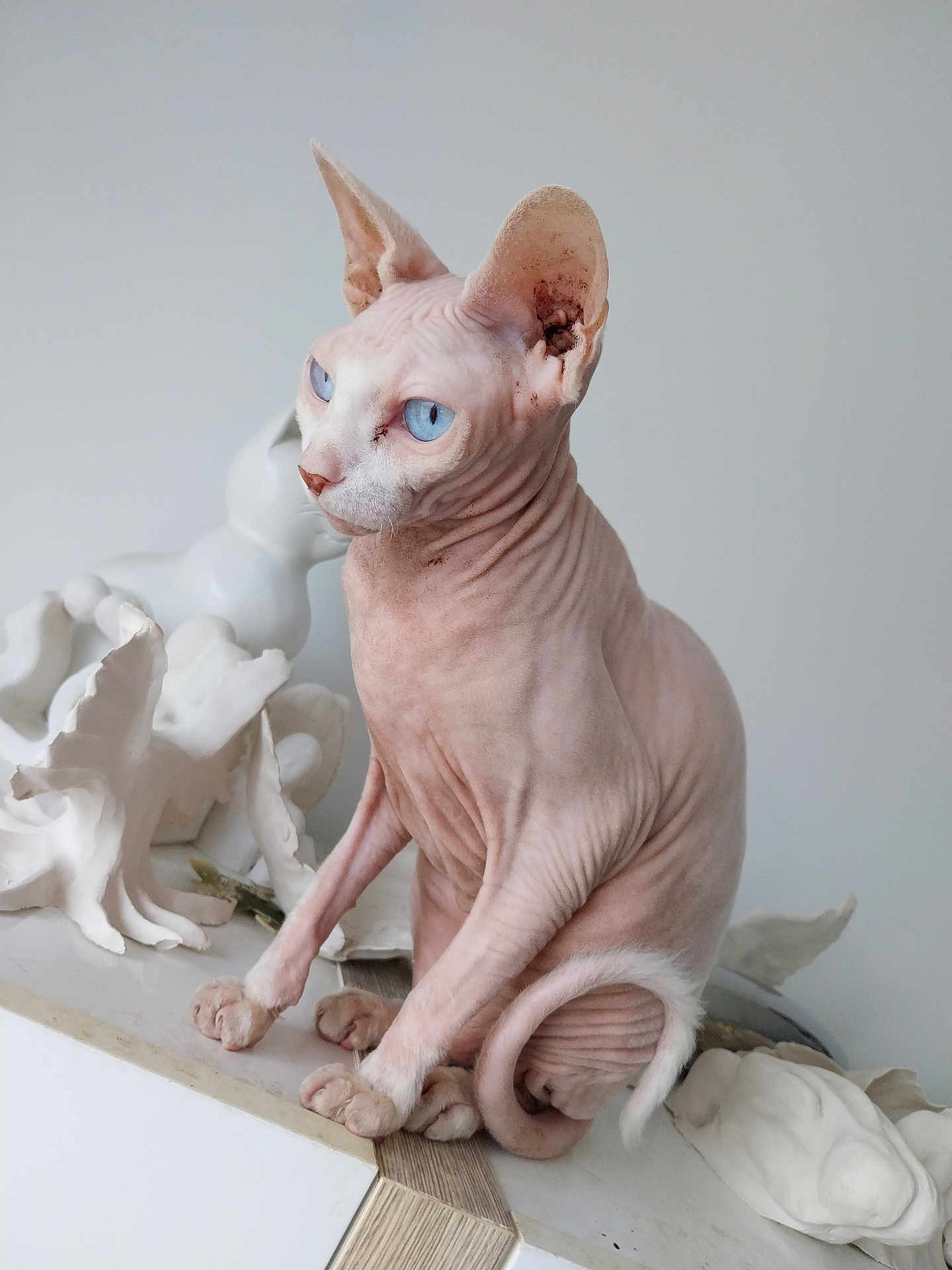Tornade participe au concours pour gagner de l'argent avec cette photo : sphynx_cat, cat, blue_eyes, hairless, pet, animal, indoor, white_background, sculpture, art, minimalist, wrinkled_skin, curled_tail, sitting, closeup, portrait, feline, domestic_animal, unique, decor