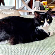 Luna Hartley joined the competition — help win amazing prizes! animal, background_blur, black_and_white, cat, cozy, curious, domestic_animal, ears, eyes, furniture, home, indoor, kitchen, looking_at_camera, mat, pet, resting, table, tuxedo_cat, whiskers