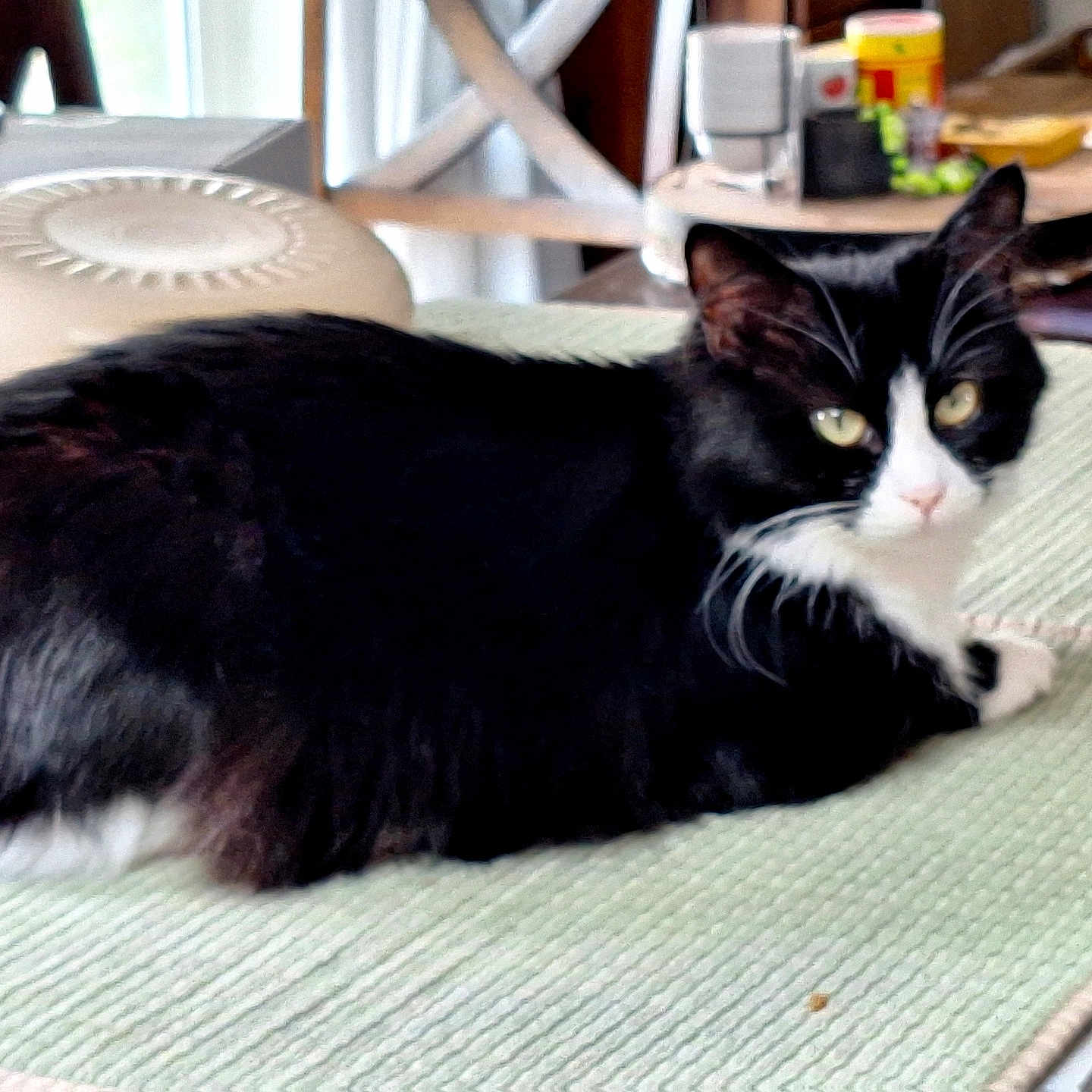 Luna Hartley joined the competition — help win amazing prizes! animal, background_blur, black_and_white, cat, cozy, curious, domestic_animal, ears, eyes, furniture, home, indoor, kitchen, looking_at_camera, mat, pet, resting, table, tuxedo_cat, whiskers