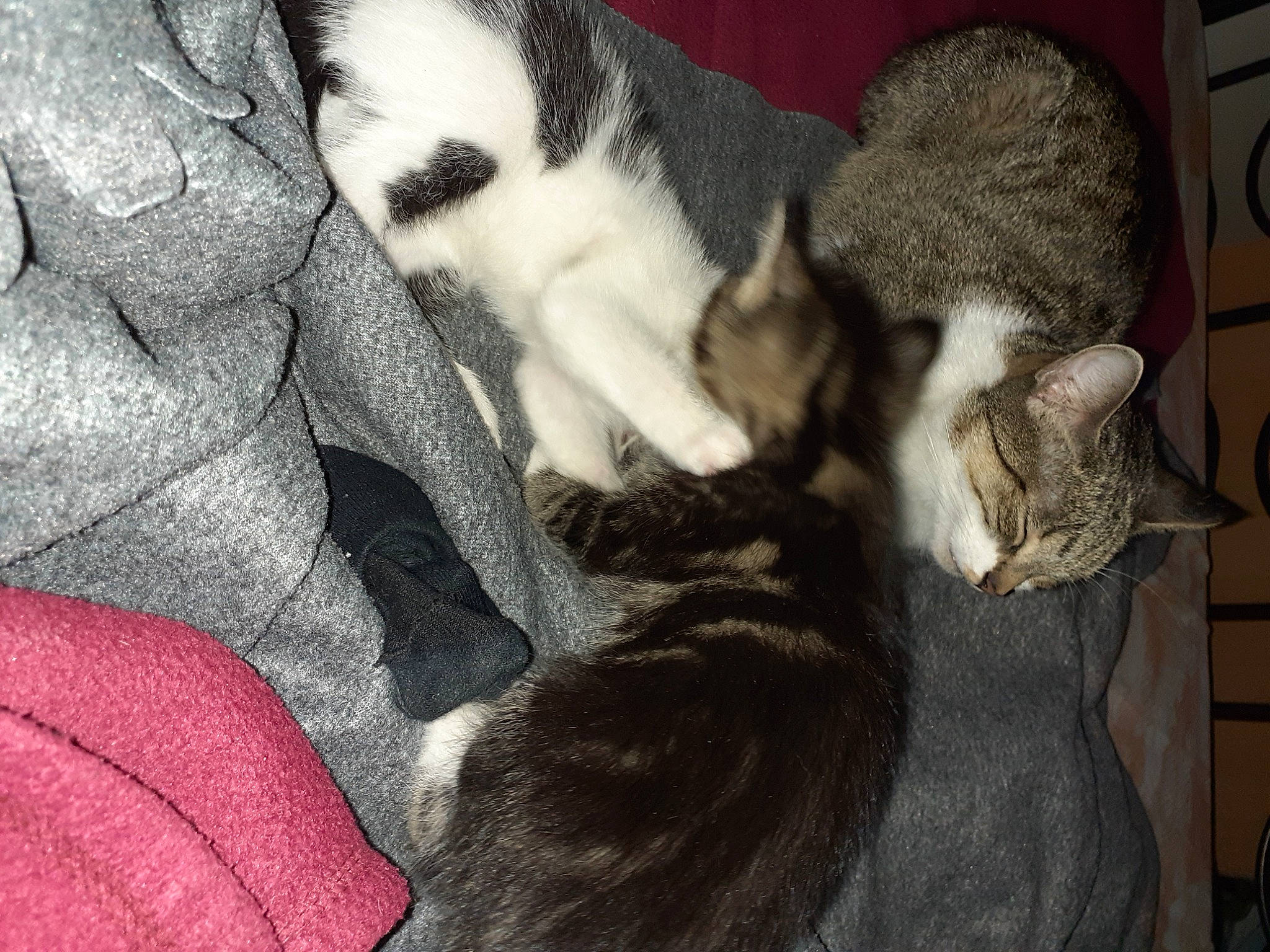 Grizouille a rejoint le concours — aidez-le/la à gagner de superbes lots ! carnivore, cat, comfort, domestic_short_haired_cat, felidae, fur, small_to_medium_sized_cats, tail, vertebrate, whiskers