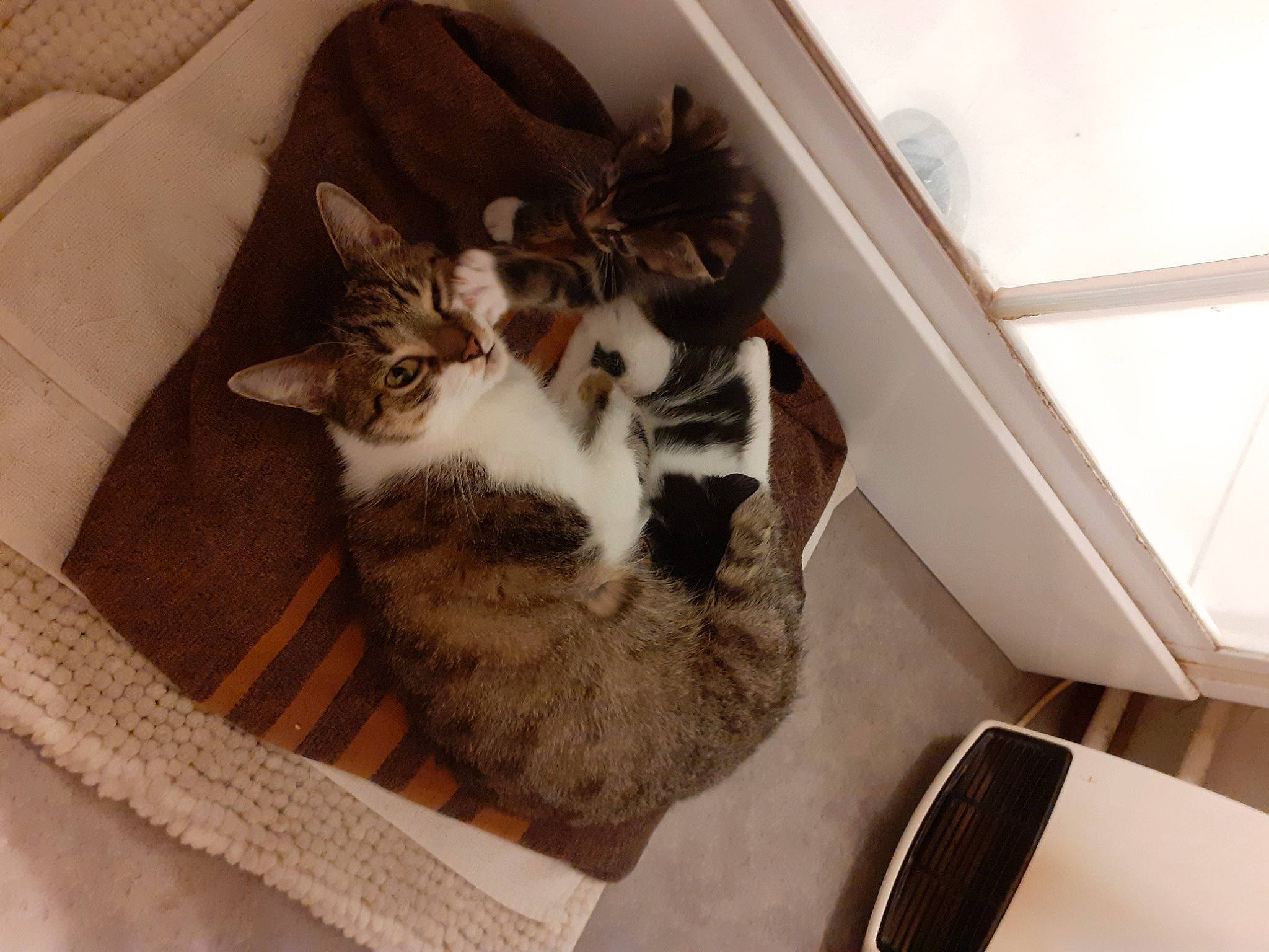 Grizouille participe au concours pour gagner de l'argent avec cette photo : carnivore, cat, cat_bed, cat_supply, comfort, daylighting, domestic_short_haired_cat, felidae, fur, home_accessories, linens, pet_supply, small_to_medium_sized_cats, sweater, tail, vertebrate, whiskers, wool, woven_fabric