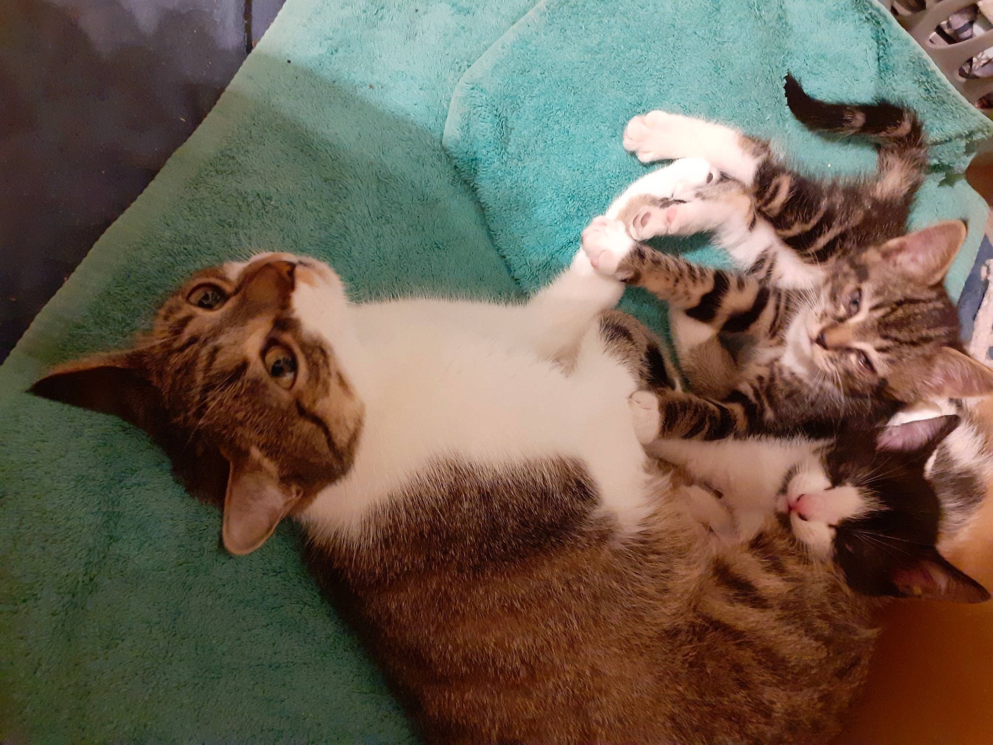 Grizouille participe au concours pour gagner de l'argent avec cette photo : carnivore, cat, domestic_short_haired_cat, felidae, fur, organism, paw, small_to_medium_sized_cats, snout, terrestrial_animal, vertebrate, whiskers