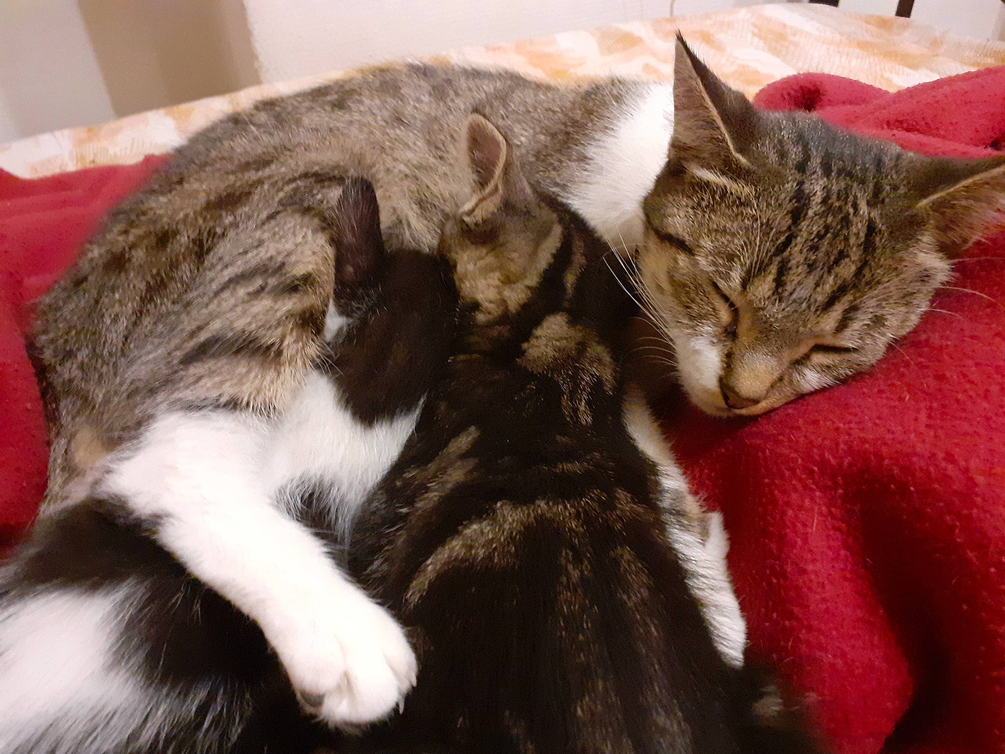 Grizouille participe au concours pour gagner de l'argent avec cette photo : carnivore, cat, claw, comfort, domestic_short_haired_cat, ear, felidae, fur, mammal, nap, paw, sleep, small_to_medium_sized_cats, snout, tail, whiskers