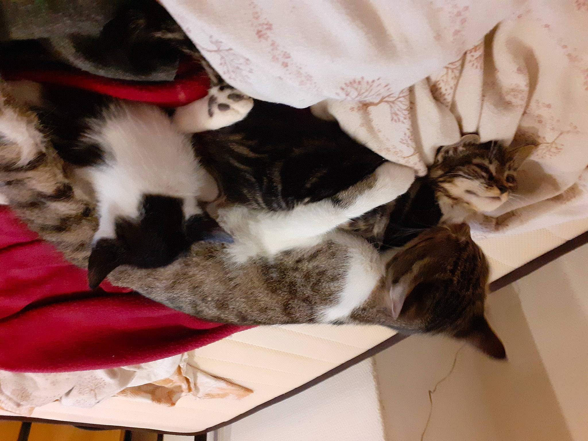 Grizouille participe au concours pour gagner de l'argent avec cette photo : carnivore, cat, domestic_short_haired_cat, felidae, fur, paw, small_to_medium_sized_cats, tail, terrestrial_animal, vertebrate, whiskers