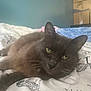 Shakira a rejoint le concours — aidez-le/la à gagner de superbes lots ! animal, bed, bedding, cat, closeup, comfort, cozy, domestic_animal, feline, fur, gray_cat, green_eyes, household, indoor, pet, relaxed, resting, room, sleepy, whiskers