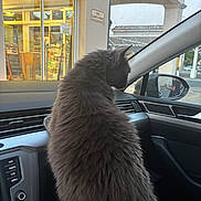 Shakira participe au concours pour gagner de l'argent avec cette photo : building, car_interior, cat, dashboard, daylight, feline, fluffy, gray_cat, indoor, outdoor, person_reflection, pet, rain, seat, shop, side_mirror, sign, street, vehicle, window
