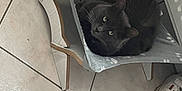 Shakira a rejoint le concours — aidez-le/la à gagner de superbes lots ! blanket, cat, comfortable, cozy, curled_up, domestic, feline, floor, footwear, gray_cat, green_eyes, household, indoor, looking_up, paw_print, pet_bed, quiet, resting, sneakers, tiled_floor