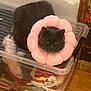 animal, cat, clothes, cozy, cute, domestic_cat, feline, flower_collar, folded_clothes, gray_cat, household, indoor, looking, pet, pink_collar, plastic_bin, sitting, storage, wall, wooden_floor