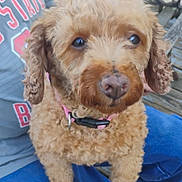 Bella is registered to the contest to win money with this photo: dog, curly_hair, pet, animal, lap, person, jeans, shirt, bench, outdoor, fence, garden, decor, brown, cute, sitting, collar, closeup, portrait, companion