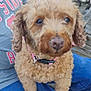 dog, curly_hair, pet, animal, lap, person, jeans, shirt, bench, outdoor, fence, garden, decor, brown, cute, sitting, collar, closeup, portrait, companion