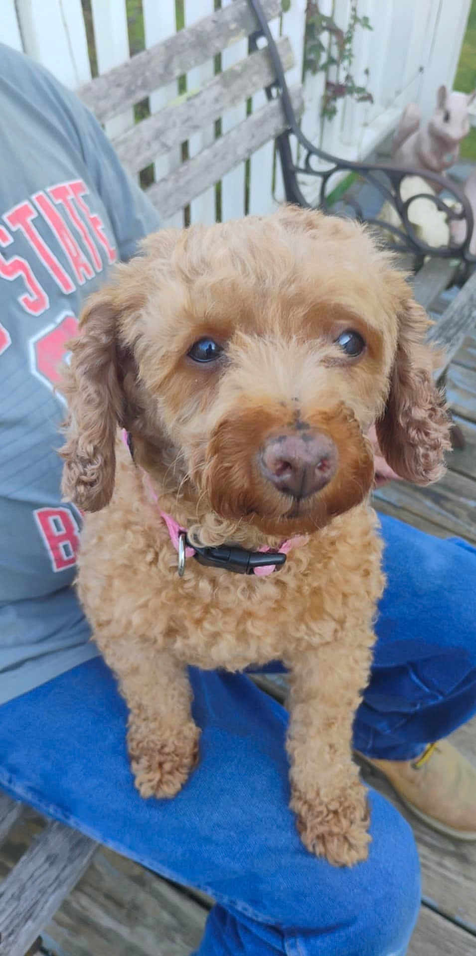 Bella is registered to the contest to win money with this photo: dog, curly_hair, pet, animal, lap, person, jeans, shirt, bench, outdoor, fence, garden, decor, brown, cute, sitting, collar, closeup, portrait, companion