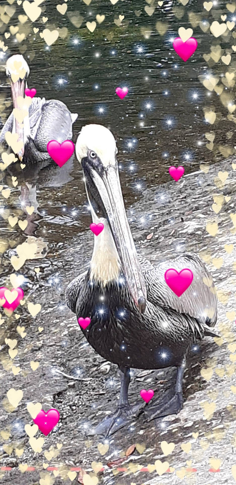 Birdy is registered to the contest to win money with this photo: beak, bird, feather, pink, seabird, water_bird