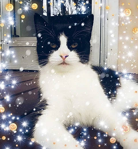 Button is registered to the contest to win money with this photo: american_wirehair, carnivore, cat, christmas, christmas_decoration, christmas_tree, domestic_long_haired_cat, felidae, kitten, norwegian_forest_cat, polydactyl_cat, ragamuffin, small_to_medium_sized_cats, snout, tree, whiskers
