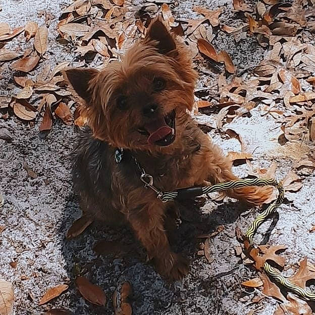 Tucker joined the competition — help win amazing prizes! australian_terrier, boykin_spaniel, canidae, carnivore, companion_dog, dog, dog_breed, fawn, liver, mammal, rare_breed_dog, sporting_group, terrier