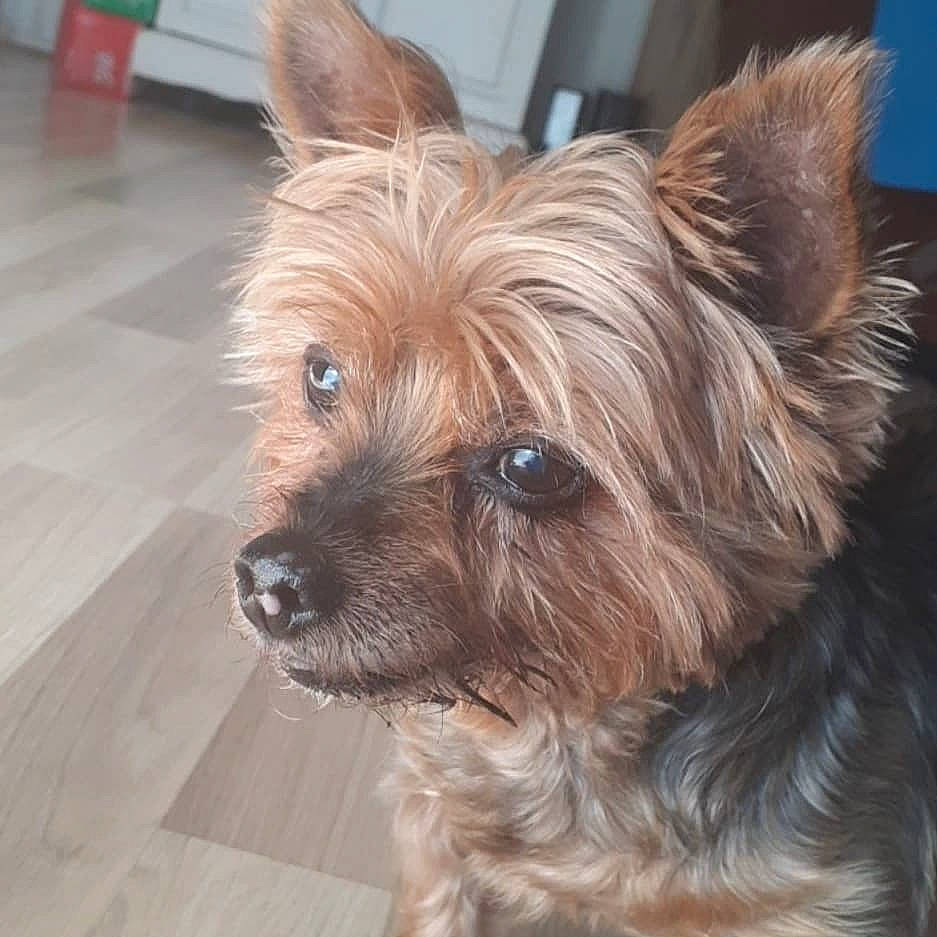 Tucker joined the competition — help win amazing prizes! australian_silky_terrier, australian_terrier, biewer_terrier, cairn_terrier, canidae, carnivore, companion_dog, dog, dog_breed, glen_of_imaal_terrier, mammal, norwich_terrier, puppy, rare_breed_dog, small_terrier, snout, terrier, vertebrate, yorkipoo, yorkshire_terrier