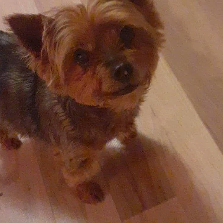 Tucker is registered to the contest to win money with this photo: australian_terrier, canidae, caramel_color, carnivore, chinese_imperial_dog, companion_dog, dog, dog_breed, mammal, morkie, norfolk_terrier, norwich_terrier, puppy, small_terrier, snout, terrier, toy_dog, vertebrate, yorkipoo, yorkshire_terrier