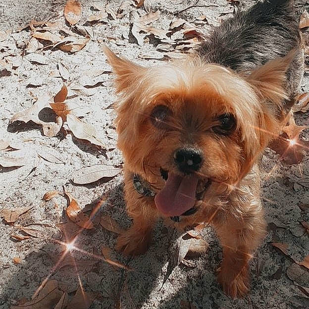 Tucker is registered to the contest to win money with this photo: australian_silky_terrier, australian_terrier, biewer_terrier, cairn_terrier, canidae, carnivore, companion_dog, dog, dog_breed, mammal, morkie, norfolk_terrier, puppy, rare_breed_dog, small_terrier, snout, terrier, toy_dog, yorkipoo, yorkshire_terrier