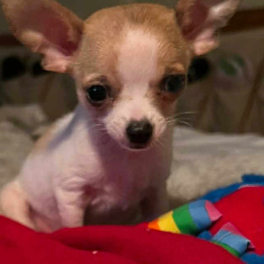 Buddy is registered to the contest to win money with this photo: adorable, animal, bed, blanket, chihuahua, close_up, cozy, cute, dog, ears, face, fur, indoor, looking, pet, puppy, red_blanket, small_dog, toy, young_dog